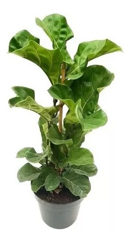 Ficus Pandurata Chico 3lts