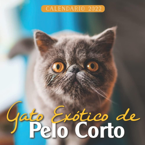 Libro: Gato Exótico De Pelo Corto Calendario 2022: Calendari