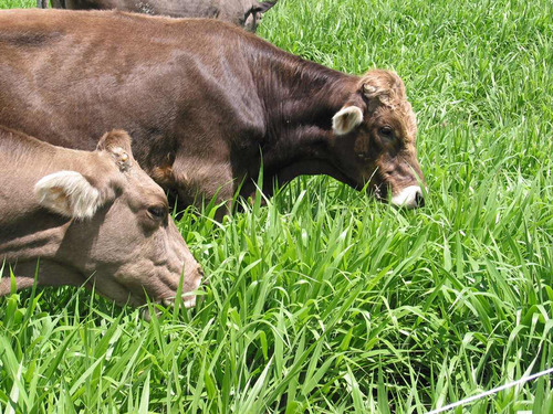 8 Kg. Pasto Mulato Ii Hibrido De Semillas Papalotla