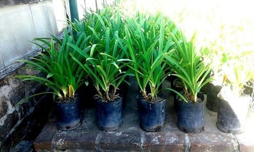 Venta De Plantas De Agapanthus | MercadoLibre ?