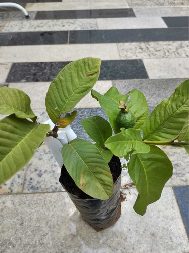 Imagem 3 de 6 de Muda De Goiaba Tailandesa (gigante) Enchertada Produzido30cm