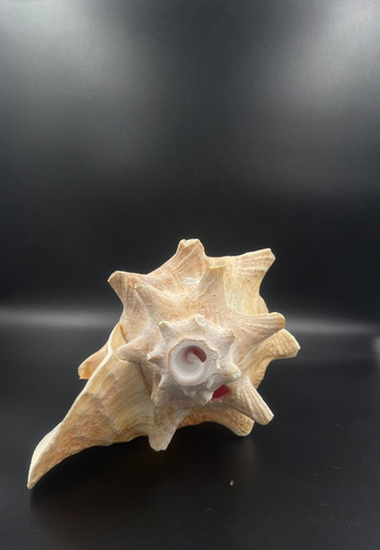 4 Caracolas De Mar Ceremonial, Con Perforacion Para Sonido