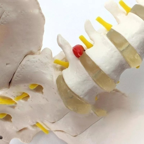 Modelo Anatómico De La Columna Vertebral (columna Vertebral)