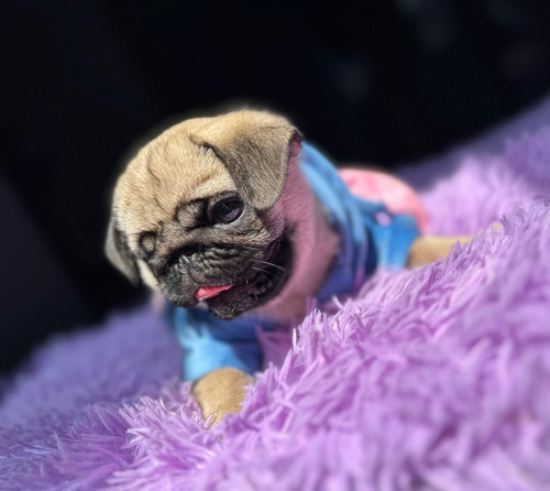 Pug