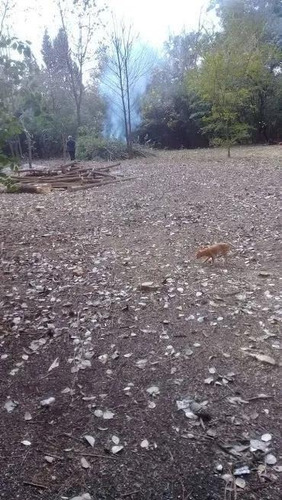 Imagen 5 de 8 de Terreno - Fátima Estacion Empalme
