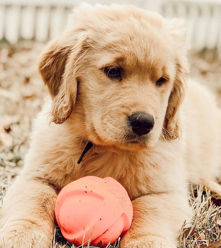 Cachorras Y Cachorros De Criadero Pinamar Golden Retriever
