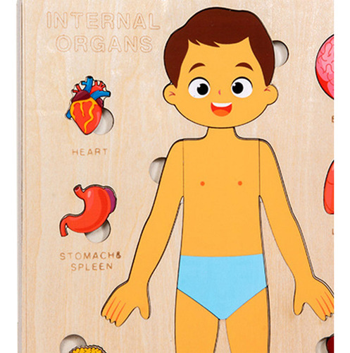 Puzzles Montessori: Cuerpo Humano, Órgano Extraíble