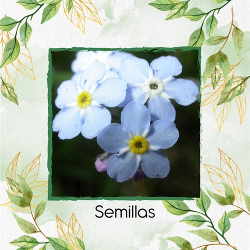 100 Semillas De Flor Myosotis Alpestris + Obs Germinación