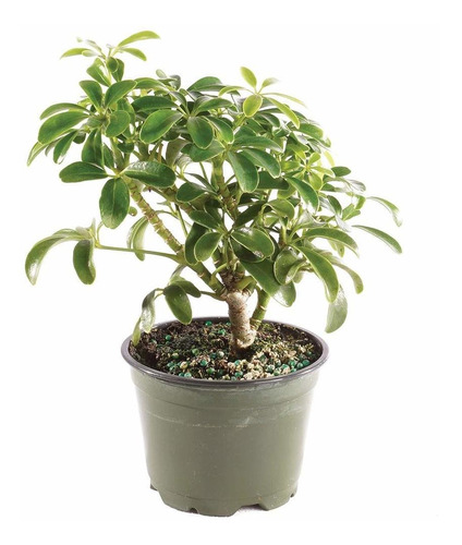 Brussel's Bonsai Árbol Bonsai Vivo Hawaiano Para Interiores,