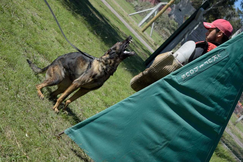 Adiestramiento Canino Zona Oeste