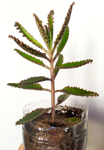 Kalanchoe Daigremontiana Aranto Planta Espinazo Del Diablo