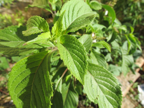 Sementes Manjericão Zahtar Ocimum Gratissimum Macrophyllum