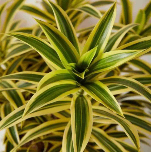Bambuzinho Da Sorte Variegata P17