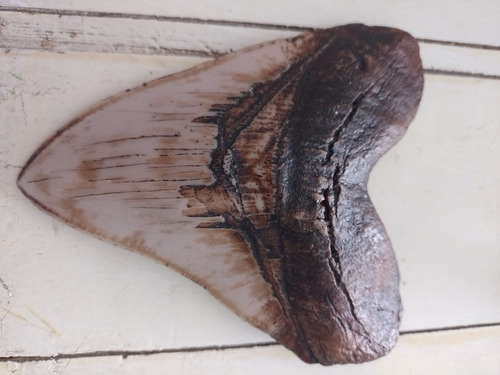 Diente De Megalodon Fabricado Con Resina De Alta Calidad.