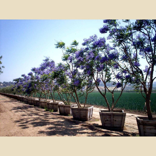 Jacarandá Mimoso Roxo Azul -- Sementes Arvore Flor P/ Mudas | Parcelamento  sem juros