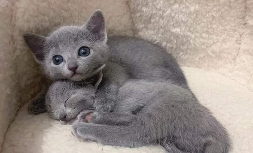 Russian Blue Gato Anti Alérgico Gatil Lunar Instagram