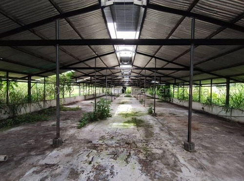Imagen 17 de 20 de Finca Avicola En Venta Bejuma Carabobo