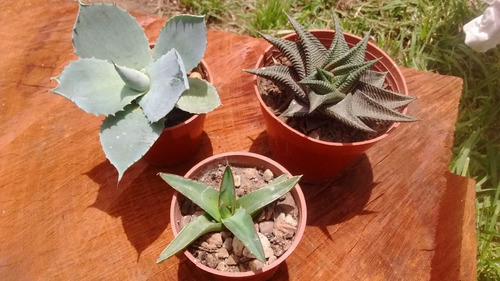 Suculentas Rara Haworthia Limifolia Striata Crece Espiralada | MercadoLibre