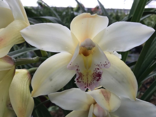 Orquidea Cymbidium Blanca Variedad Grande Planta Joven | MercadoLibre