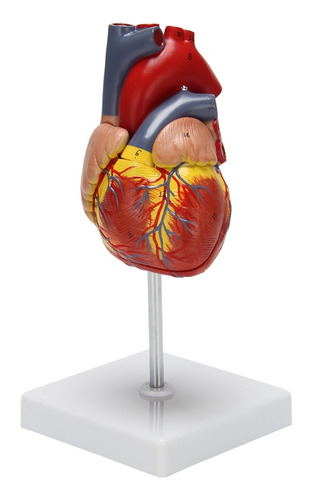 Modelo De Corazón Humano 1:1, Modelo De Corazón Anatómico