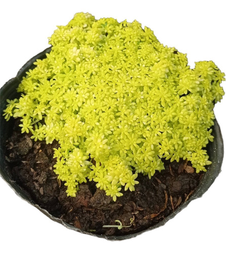 Sedum Tokio Planta 