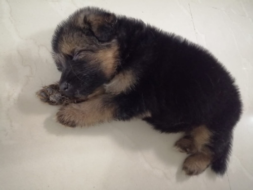 Cachorros Pastor Alemán Pelo Largo