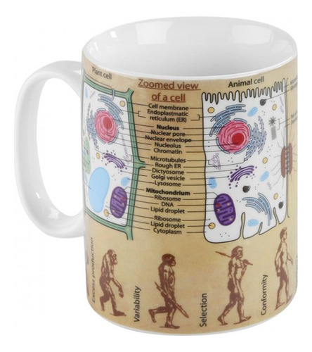 Set 2 Tarro Taza Para Cafe Y Tè De Biologia Ko-425