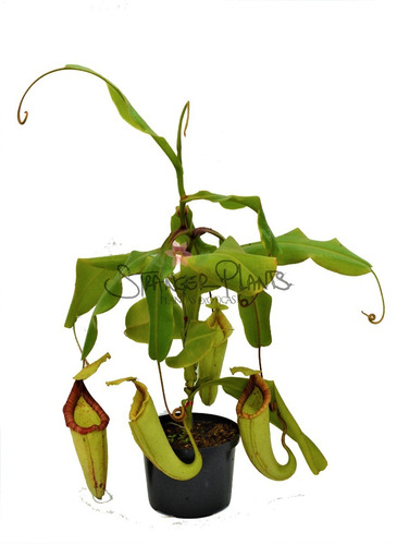 Planta Carnívora Nepenthes X Miranda