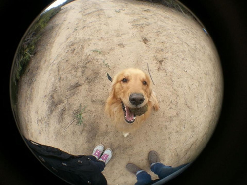 Golden Retriever Para Cruza