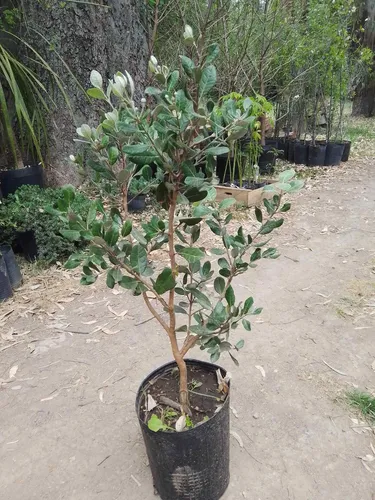 Guayabo Nativo - Feijoa Sellowiana - Frutal Nativo