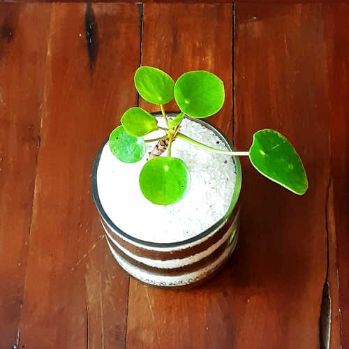 Imagen 2 de 8 de Pilea Peperomioides Little Terrario 10 The Little Yisus
