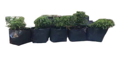 Lote 5 Cedro Japones Sugi Para Bonsai  5 Piezas Con Envio