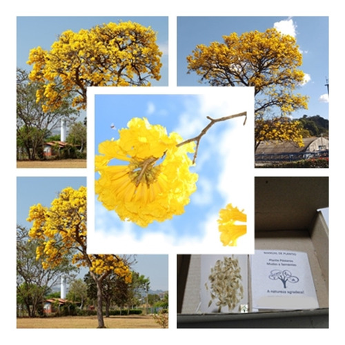1.000 Sementes Ipê Amarelo Do Cerrado (tabebuia Ochraceus)