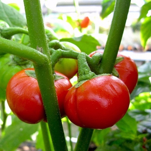 Tomate De Canibales Plantines Frutales Para Maceta Organico