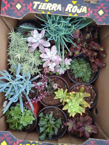 Imagen 5 de 8 de Caja De Cactus Y Suculentas 12pzs / Para Maceta De 4