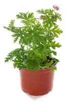 Comprar Citronella Ahuyenta Mosquito Dengue  (3 Plantas)