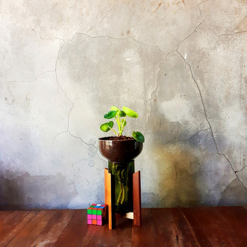 Peperomia Cuchara Little Plant 27 Con Soporte