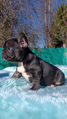 Bulldog Francés Macho Black Trindle Black Trindle