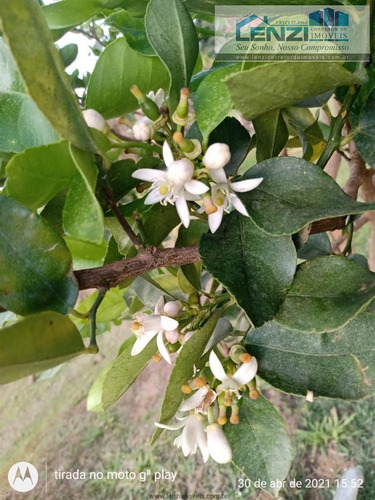 Imagem 7 de 29 de Chácaras À Venda Em Munhoz/mg - Compre O Seu Chácaras Aqui! - 1491009