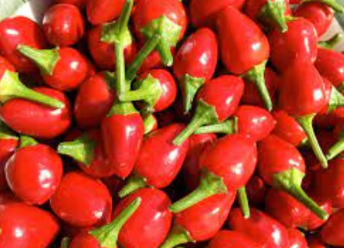 150 Semillas De Chile Bolita Roja