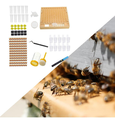 Bee Queen Jaulas Box Set Box Tamaño 13x14.8x2.8cm Catcher