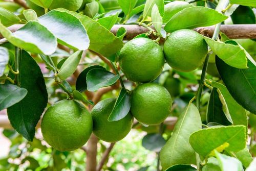 Limón Criollo Enano Para Maceta