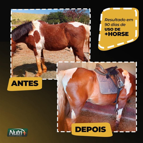 Suplemento Cavalo Hanoveriano Holsteiner Oldenburger Puruca