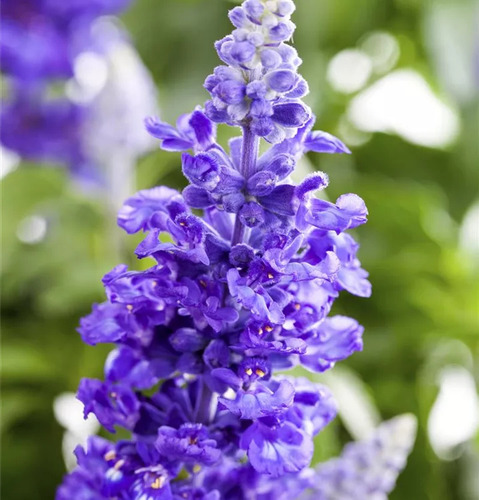 Salvia Farinacea Cajon X10u Excelentes! Farinacea
