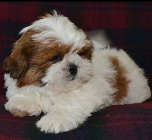 Shihtzu Auténticos Cachorros Vip