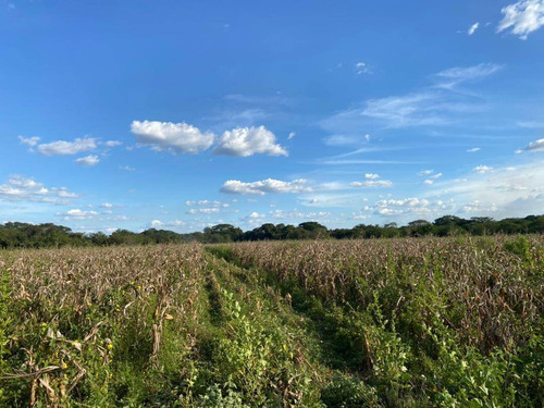 Imagen 13 de 14 de Finca En Venta En Guarico