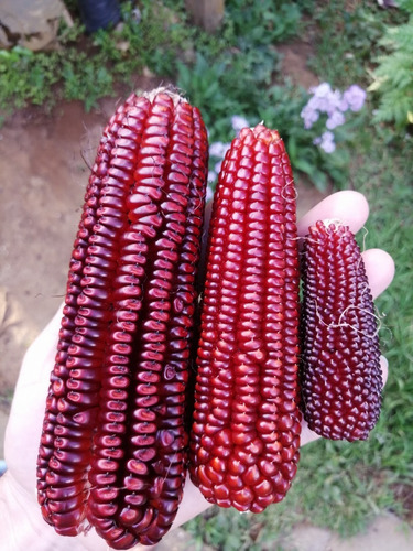 40 Sementes De Milho Vermelho Crioulo Para Mudas