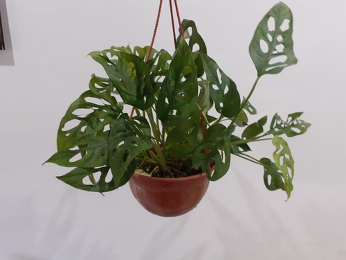 Imagen 7 de 8 de Planta Philodendron Peruveano M14