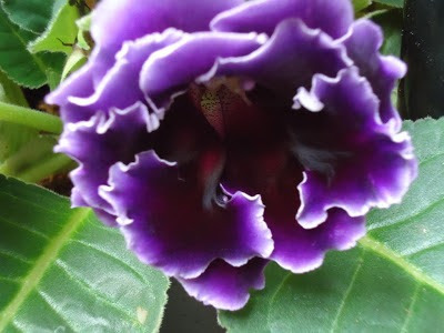 Gloxinia | MercadoLivre 📦