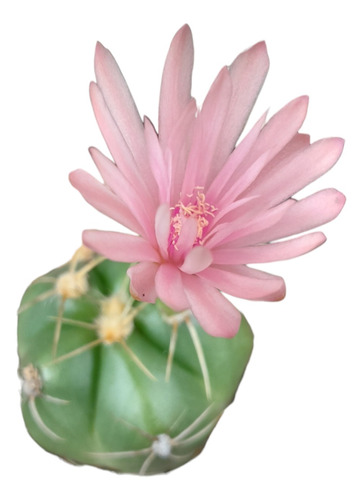 Cactus Gymnocalycium Horstii. Hacemos Envíos